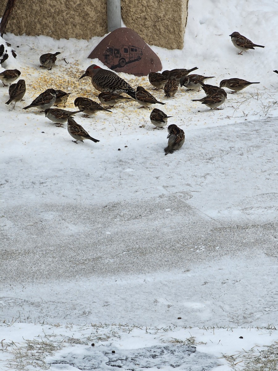 Goldspecht - ML646792366