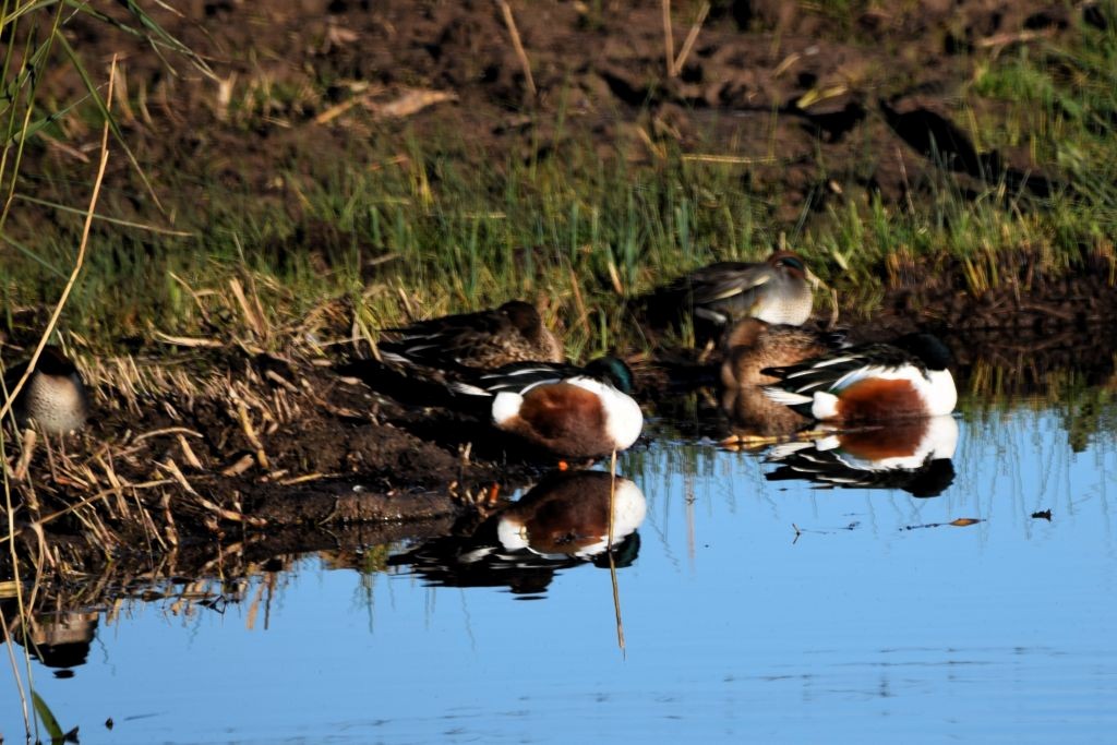 Green-winged Teal - ML646792367
