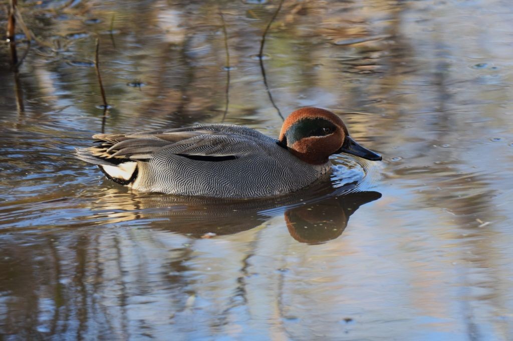 Green-winged Teal - ML646792369