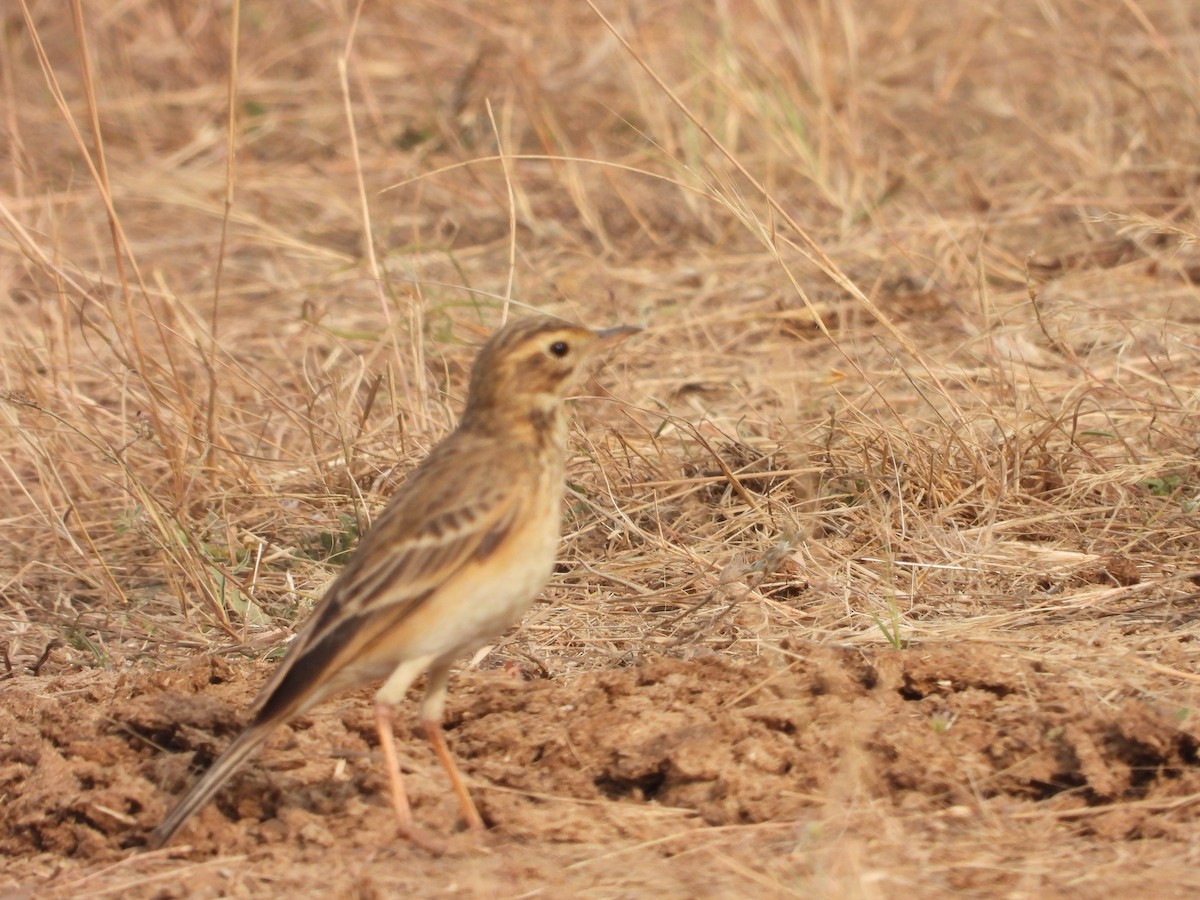 Çeltik İncirkuşu - ML646792370