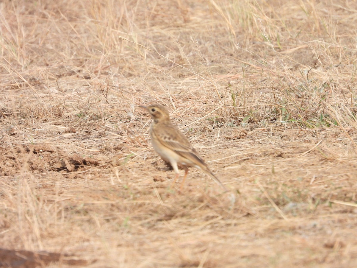 Çeltik İncirkuşu - ML646792371