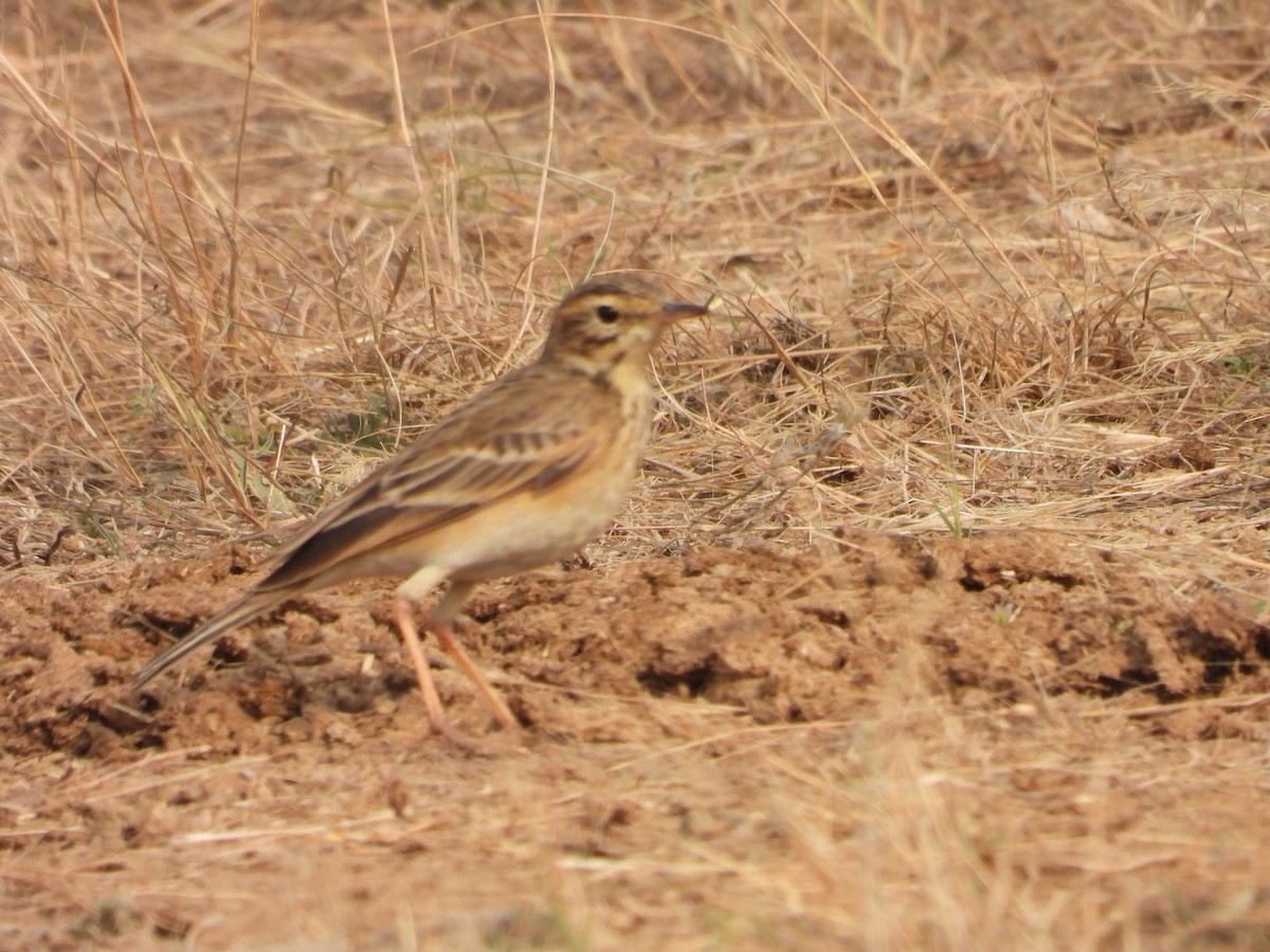 Çeltik İncirkuşu - ML646792372