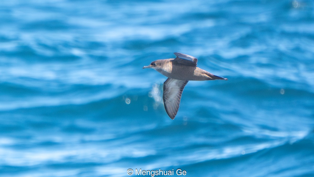 Short-tailed Shearwater - ML646792373
