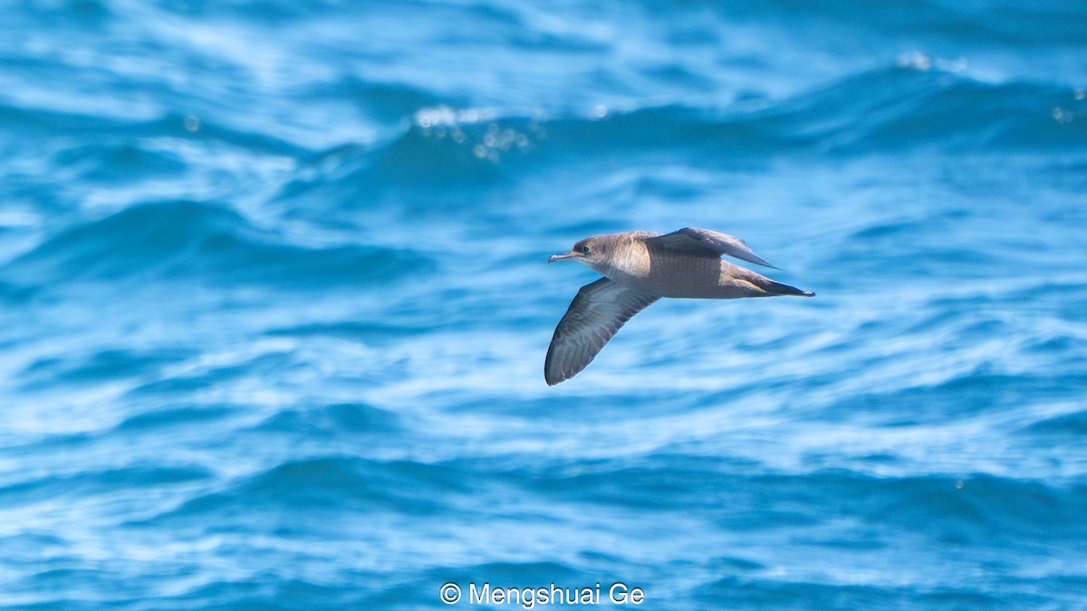 Short-tailed Shearwater - ML646792374