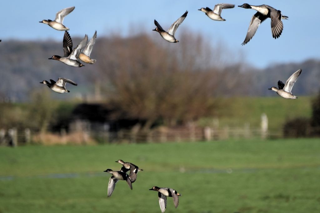Green-winged Teal - ML646792375