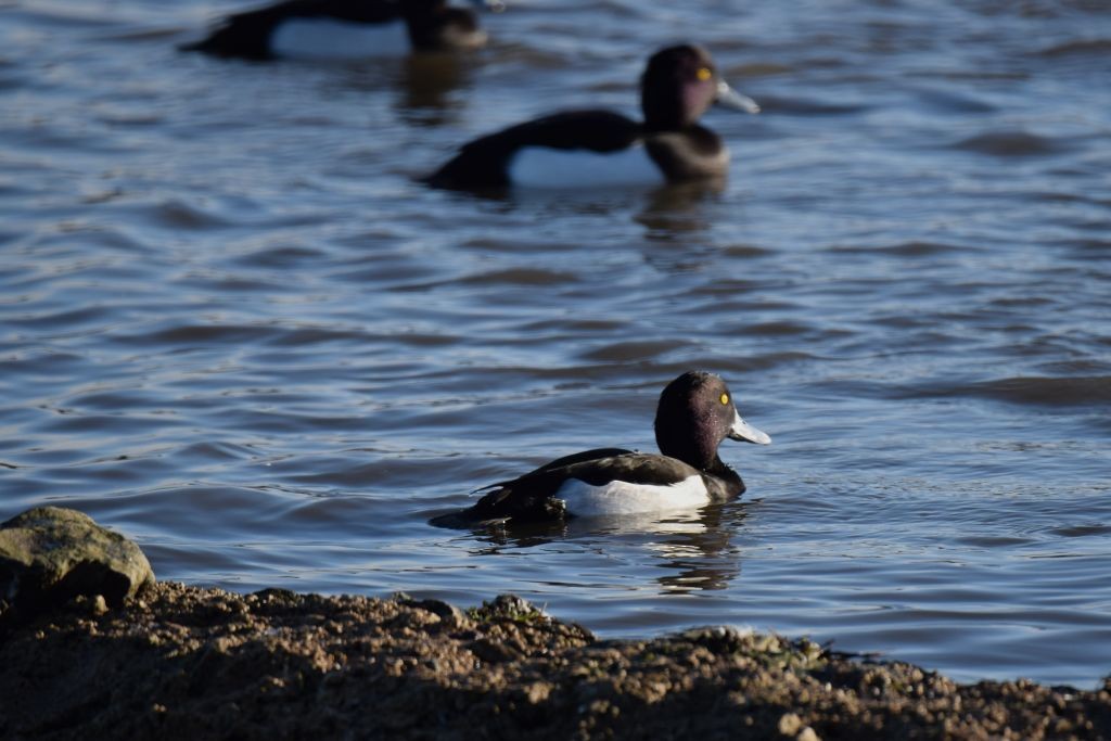 Tufted Duck - ML646792378