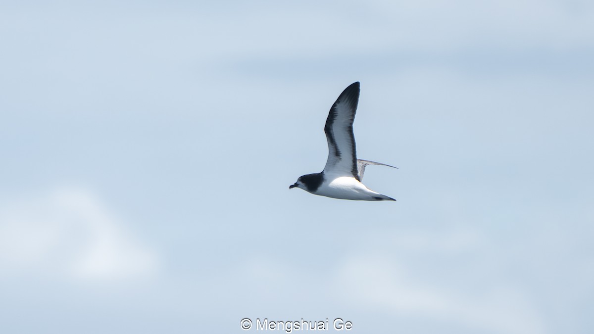 Weißflügel-Sturmvogel - ML646792379