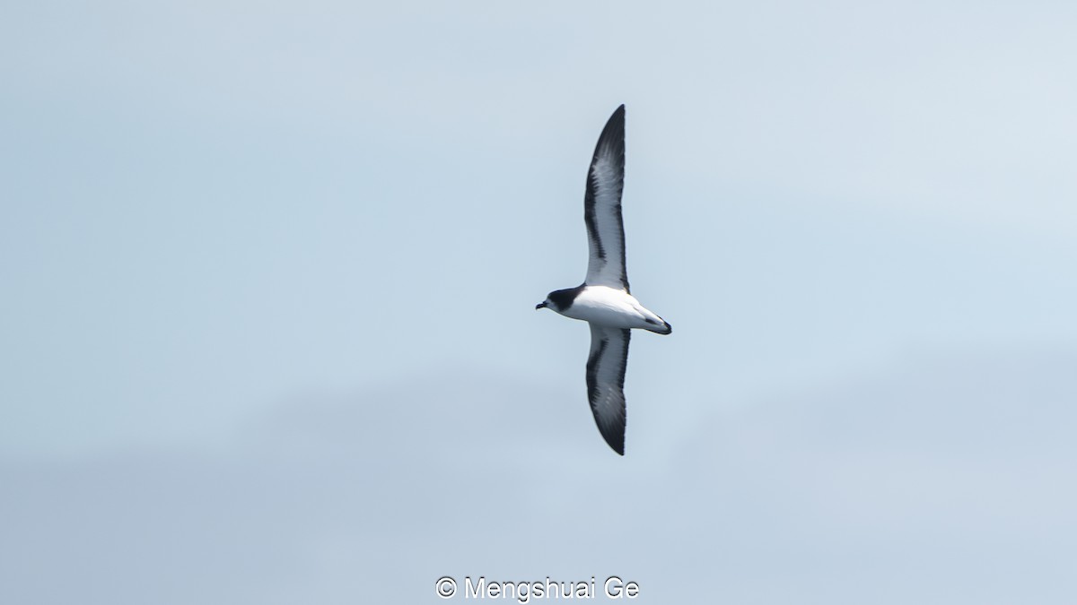 Weißflügel-Sturmvogel - ML646792380