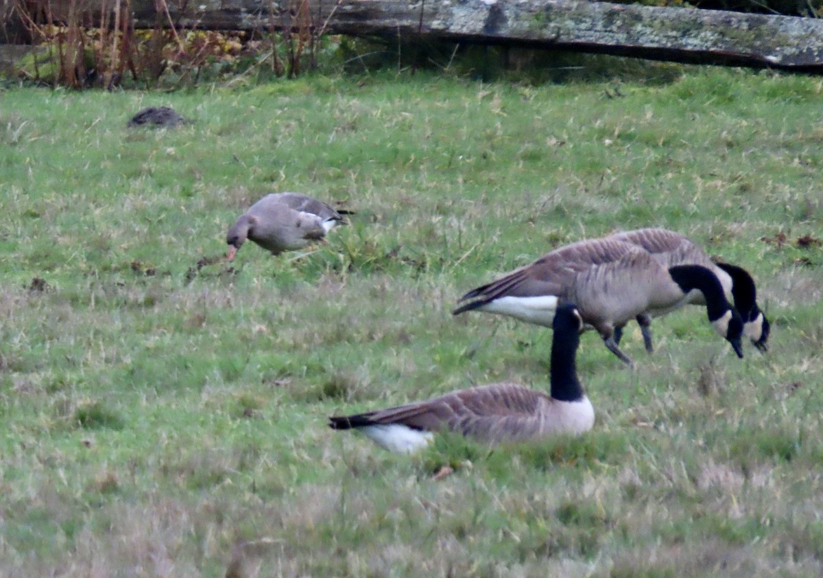 Antzara muturzuria - ML646792381