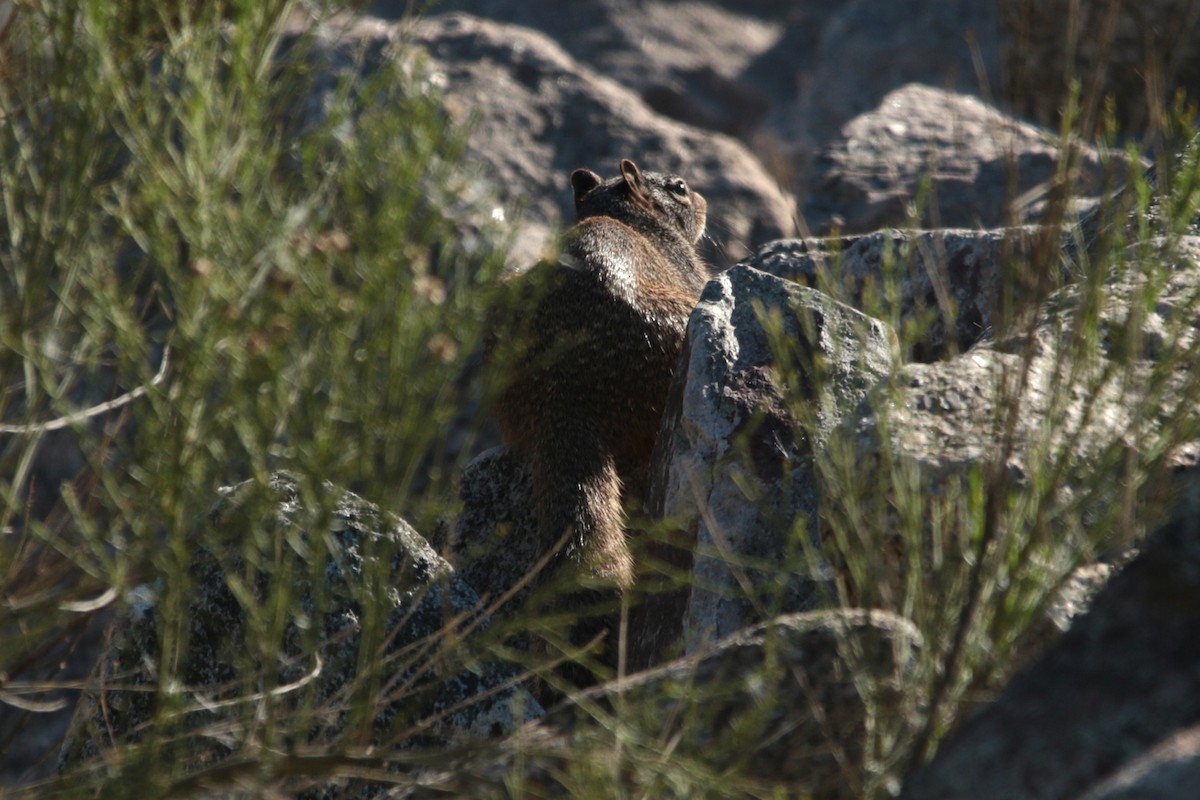 Mammals - ML646792385