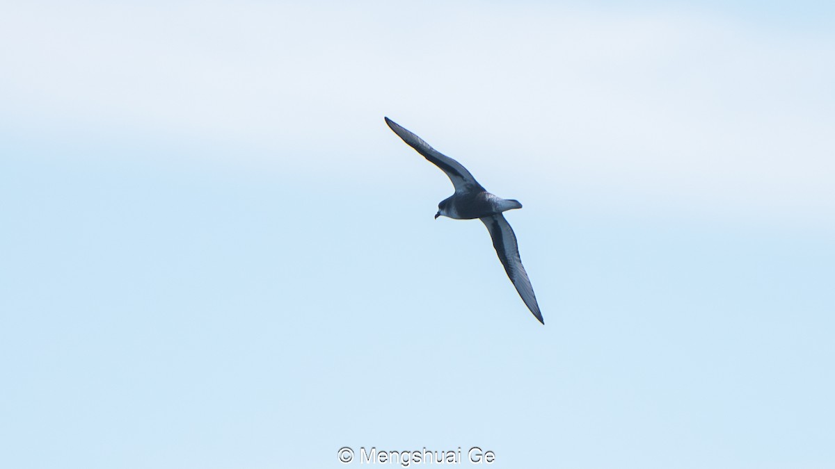 Regensturmvogel - ML646792386