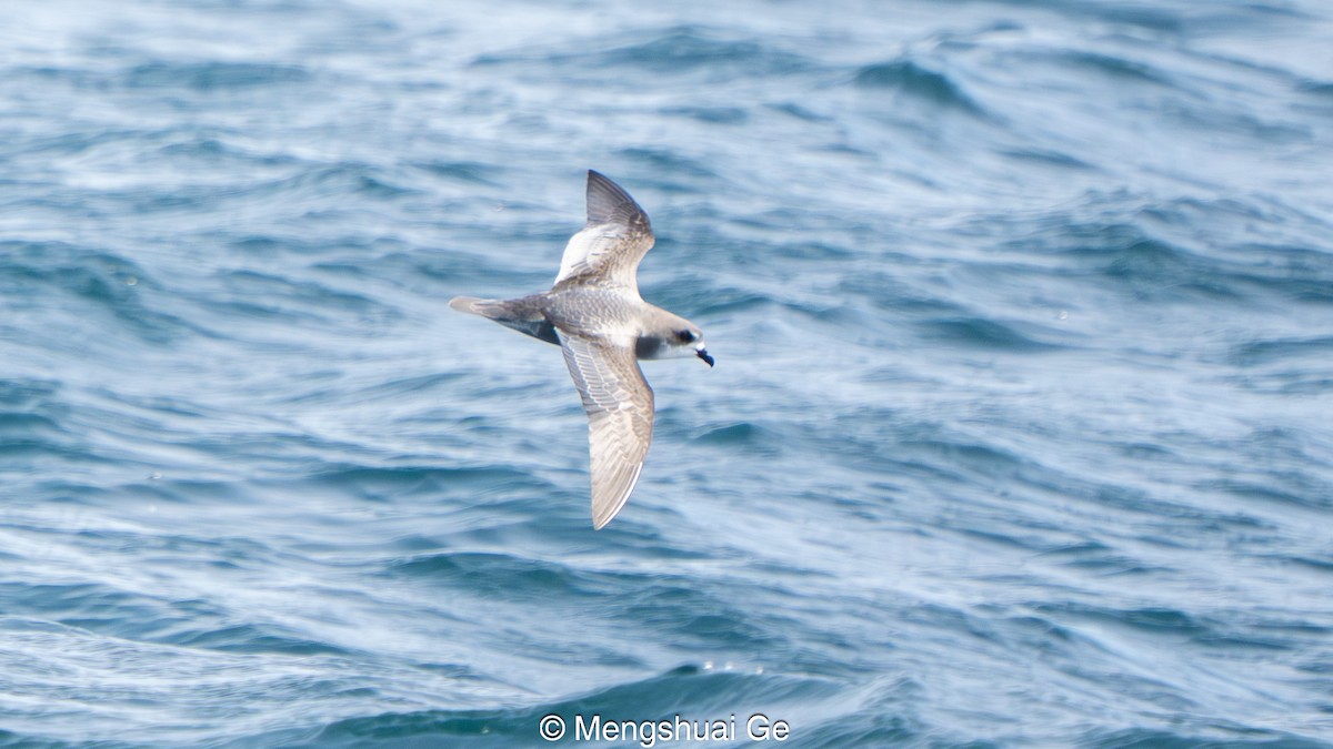 Regensturmvogel - ML646792387