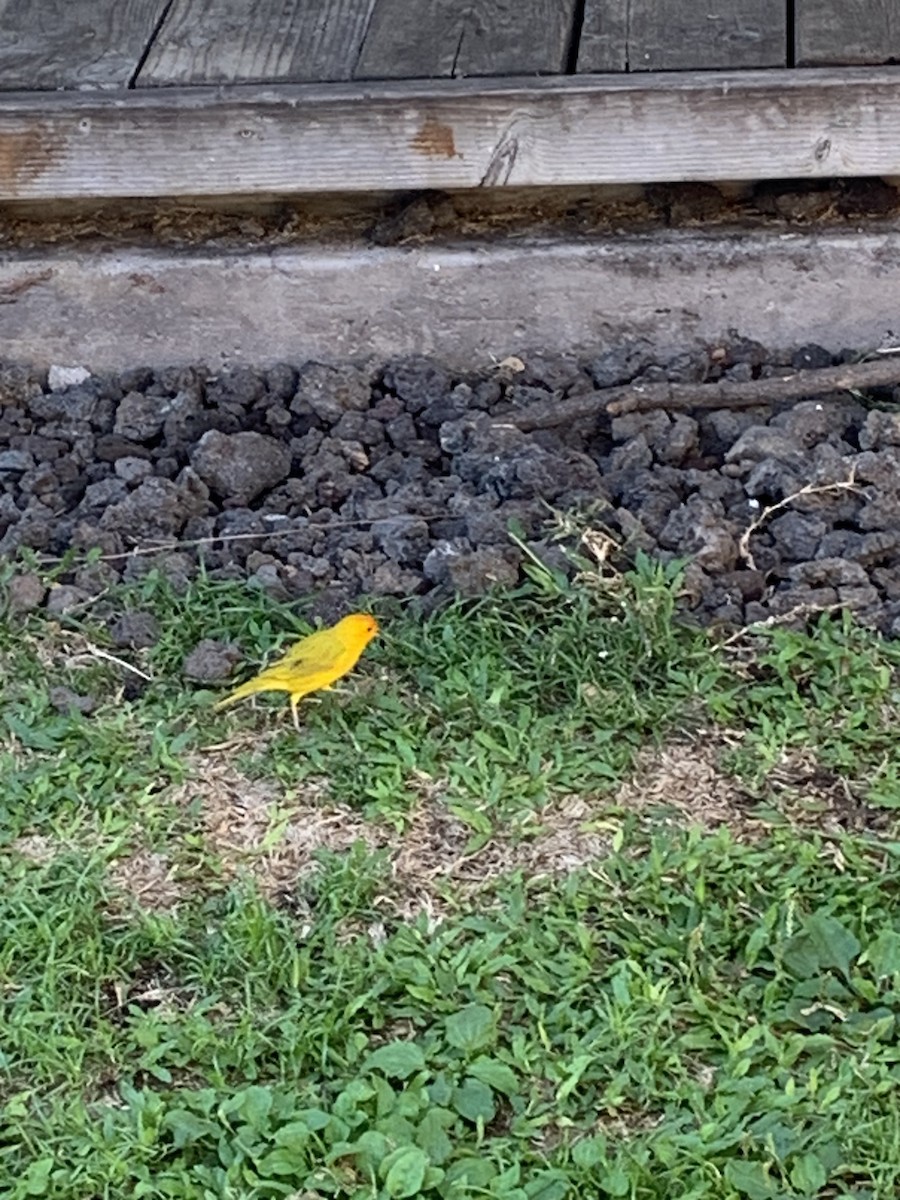 Saffron Finch - ML646792389