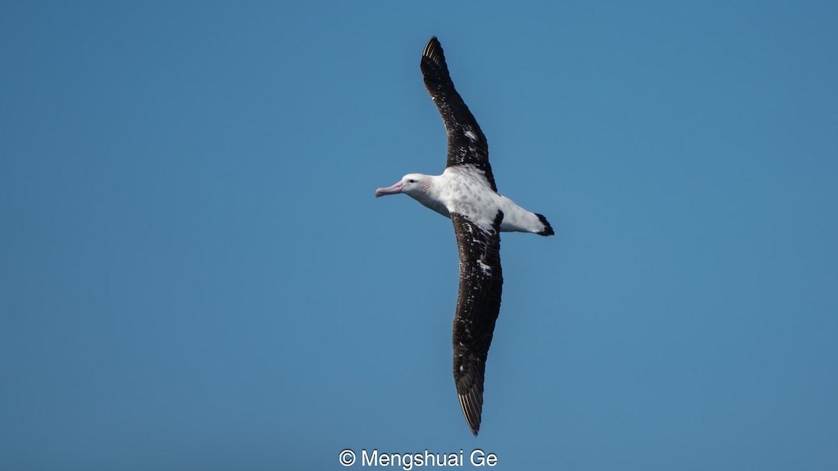 Antipodenalbatros (gibsoni) - ML646792390