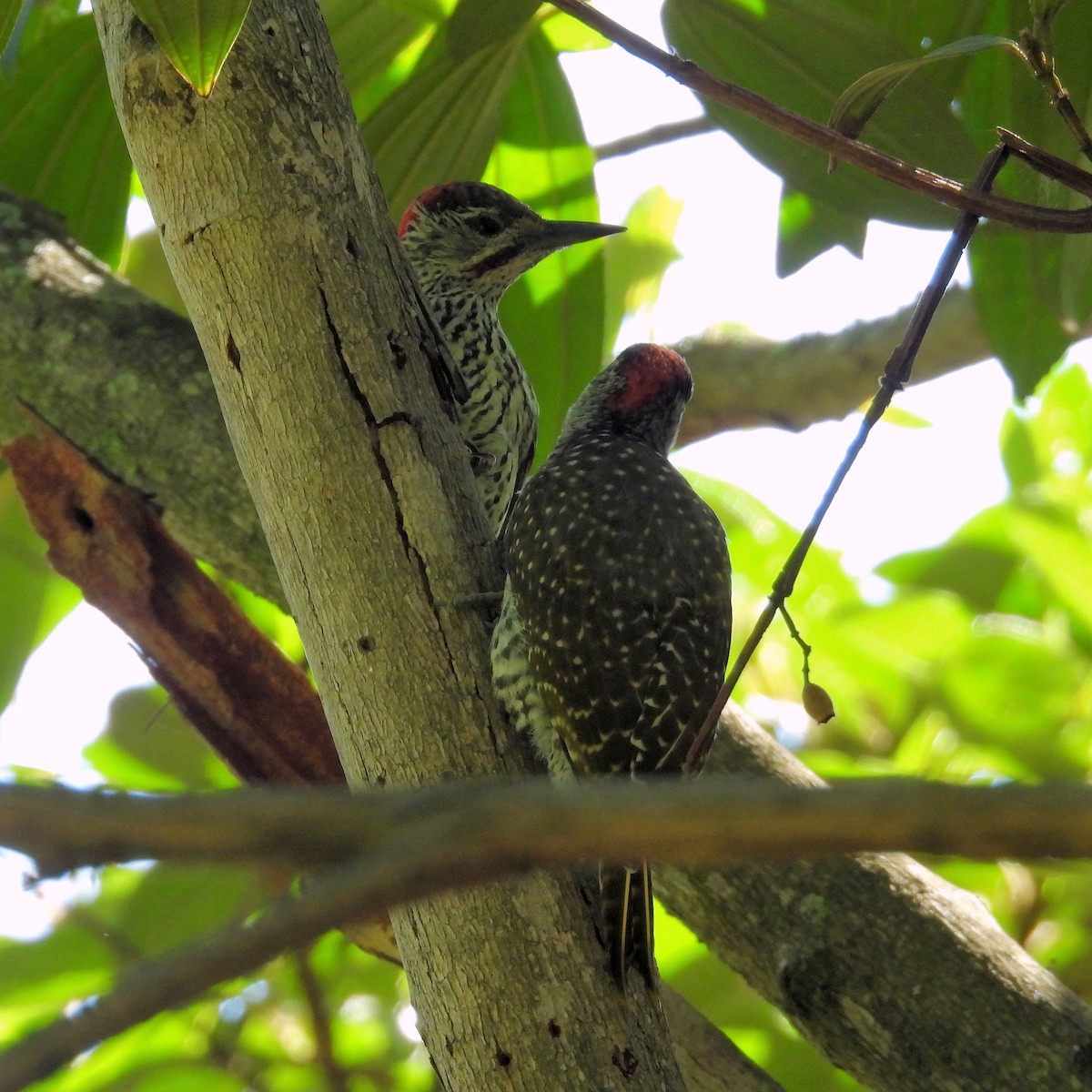 Cardinal Woodpecker - ML646792394