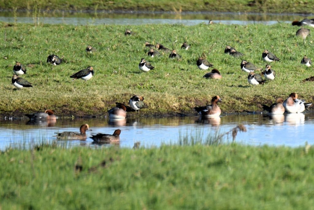 Northern Lapwing - ML646792395