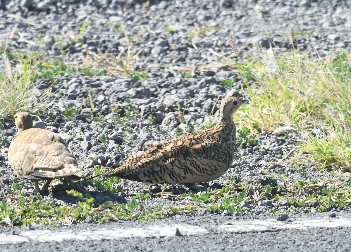 Рыжебрюхий рябок - ML646792396