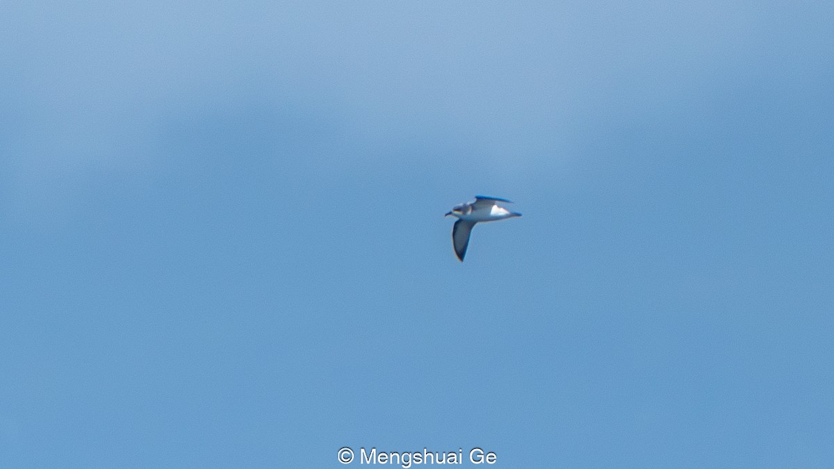 Cooksturmvogel - ML646792397