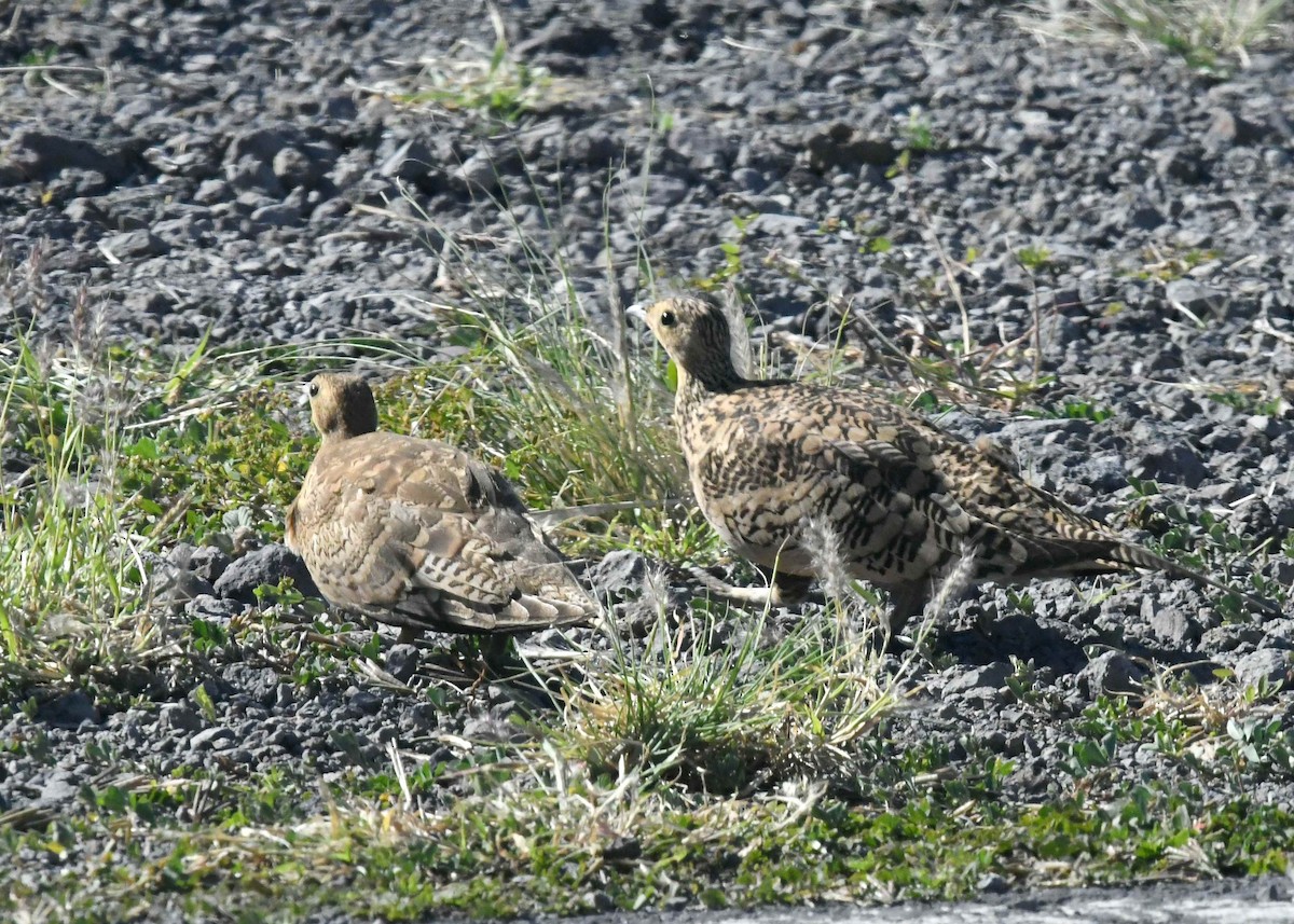 Рыжебрюхий рябок - ML646792400