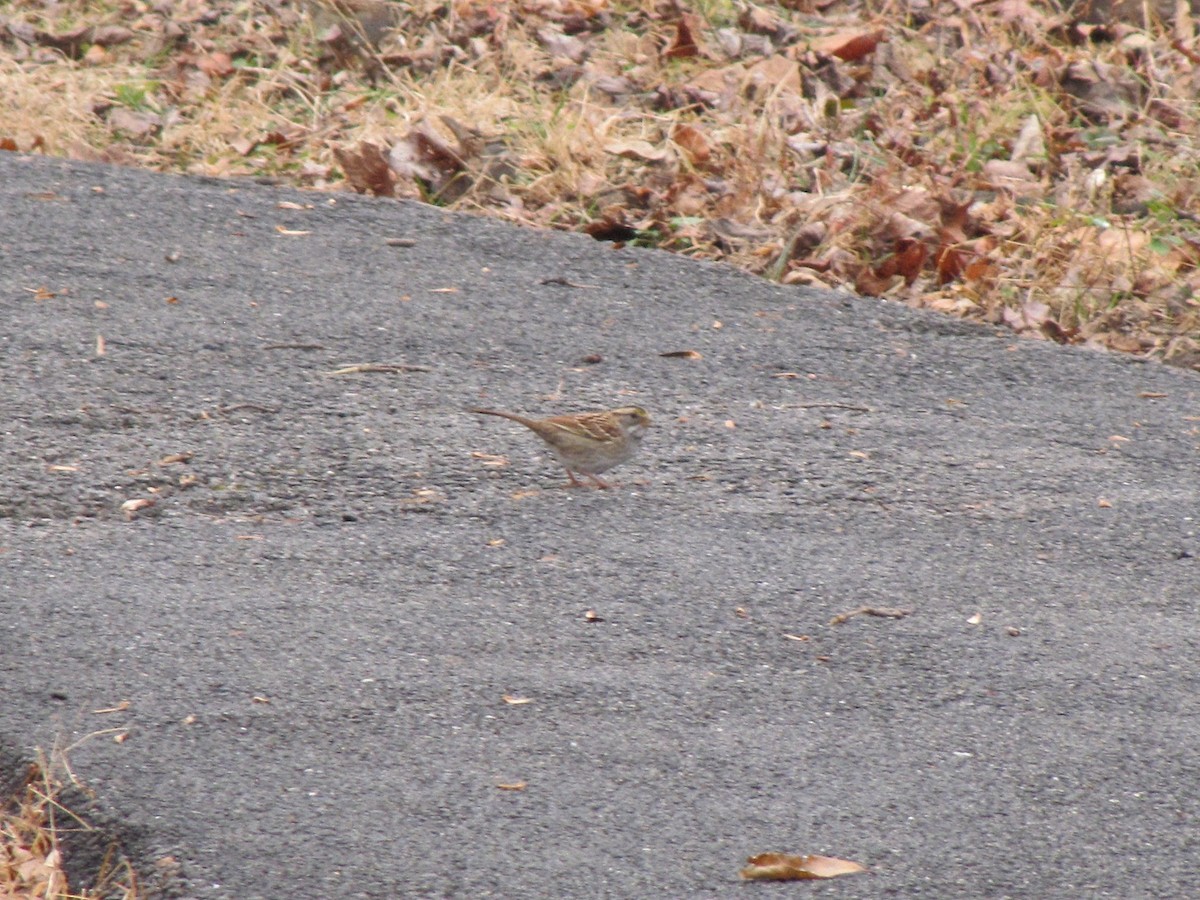 ノドジロシトド - ML646792401