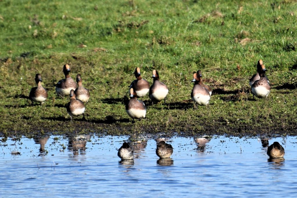 Eurasian Wigeon - ML646792402
