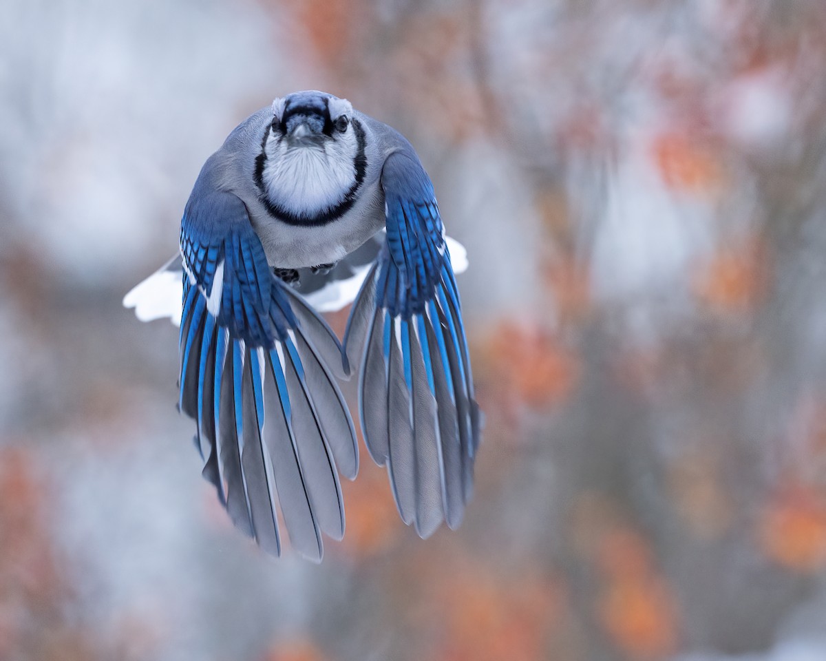 Blue Jay - ML646792405