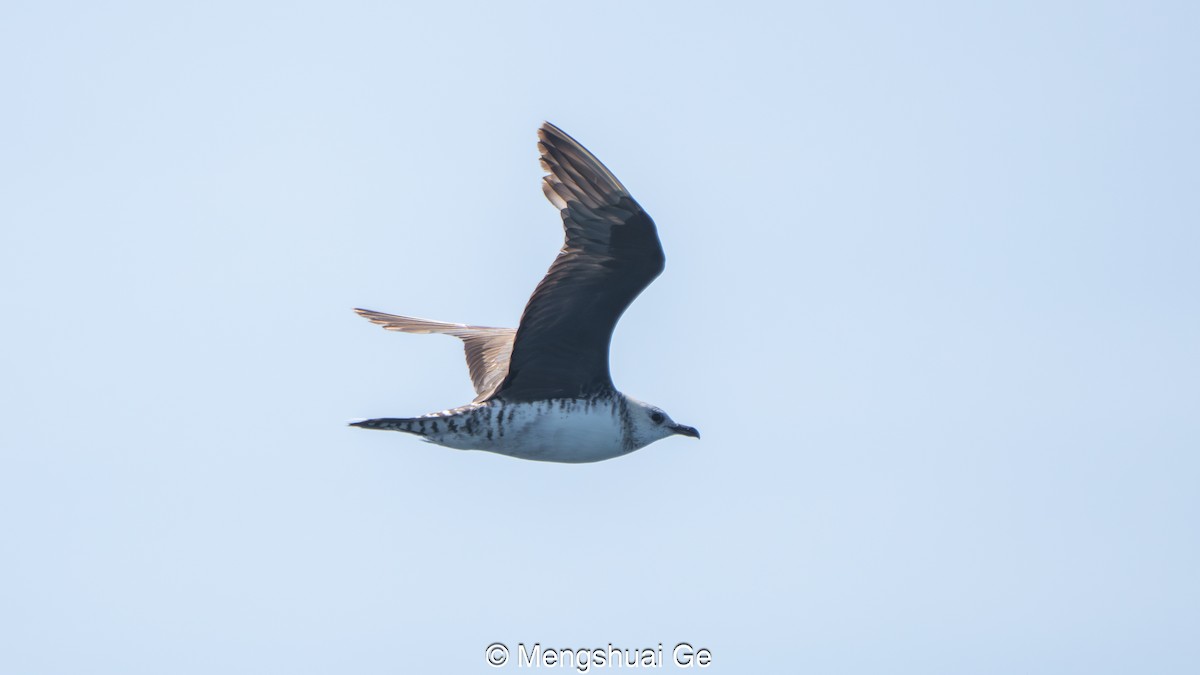 Falkenraubmöwe - ML646792407