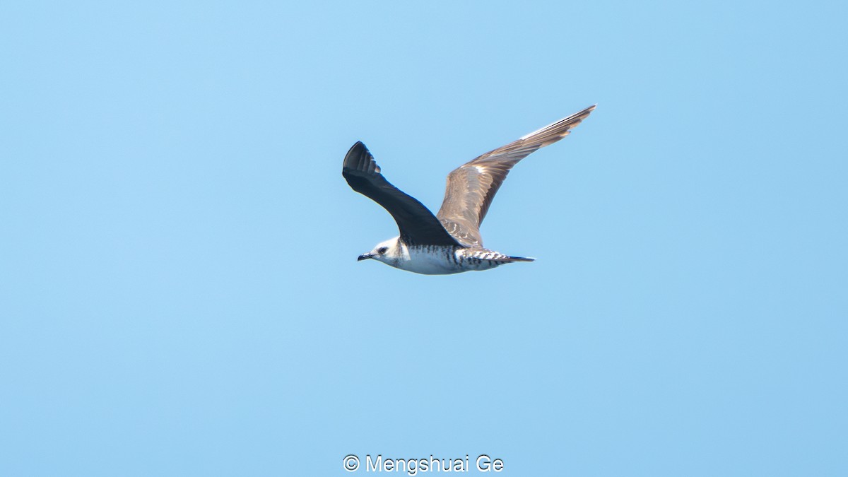 Falkenraubmöwe - ML646792408