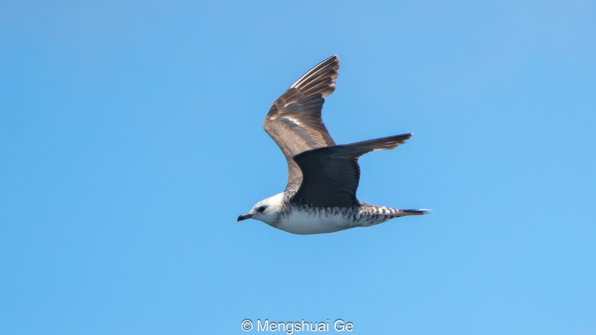 Falkenraubmöwe - ML646792409