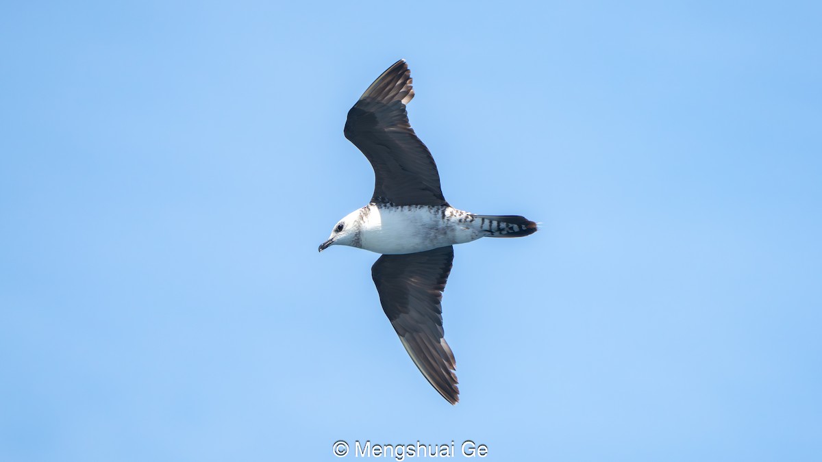 Falkenraubmöwe - ML646792410