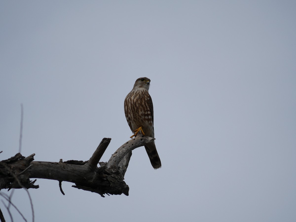 Belatz txikia - ML646792411