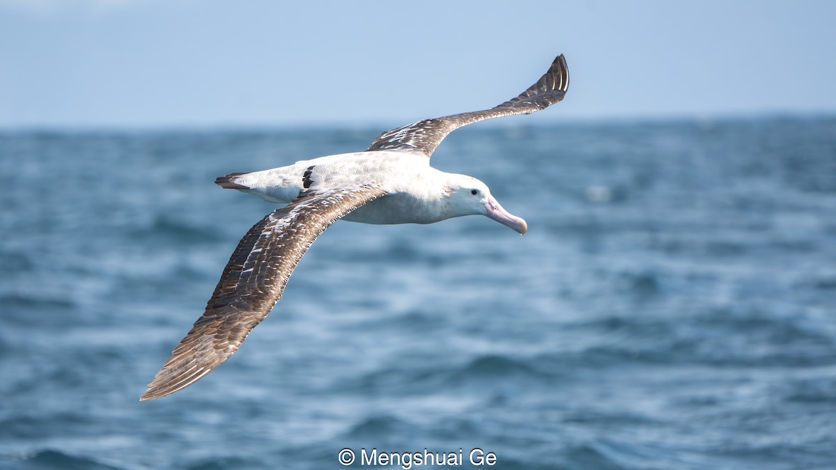 Antipodenalbatros (gibsoni) - ML646792416