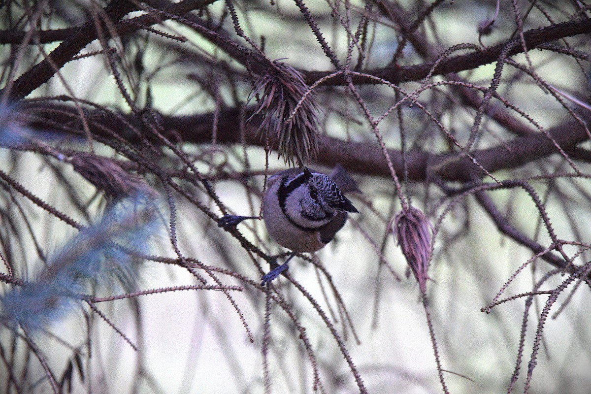 Crested Tit - ML646792417
