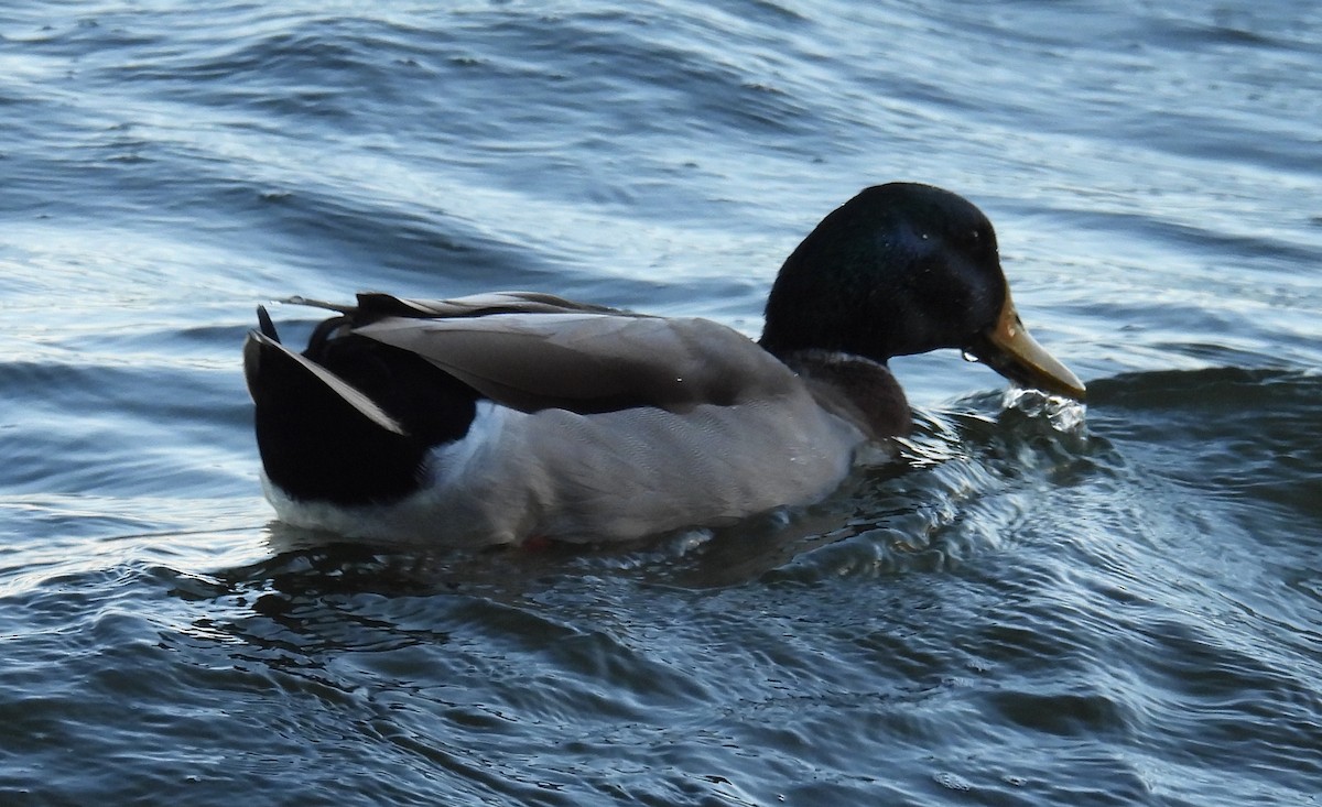 Mallard - ML646792423