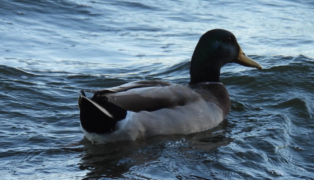 Mallard - ML646792424