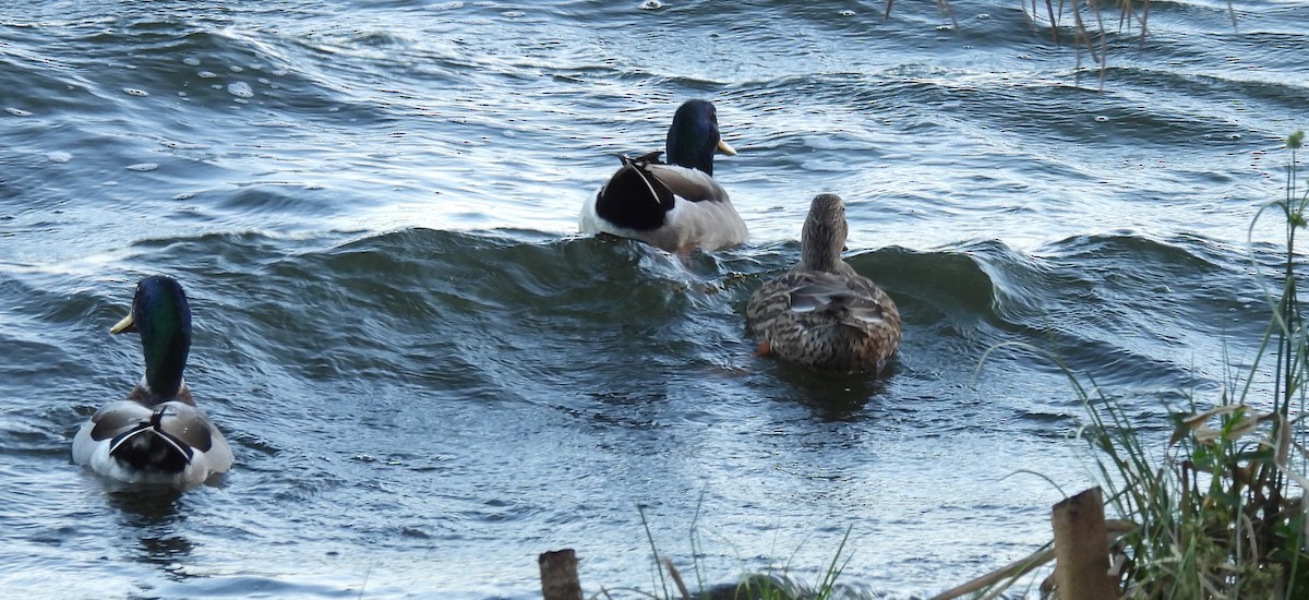 Mallard - ML646792425