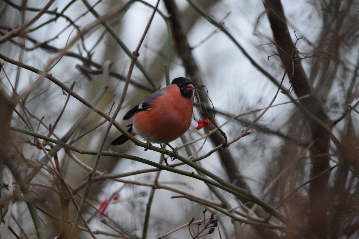 Eurasian Bullfinch - ML646792428