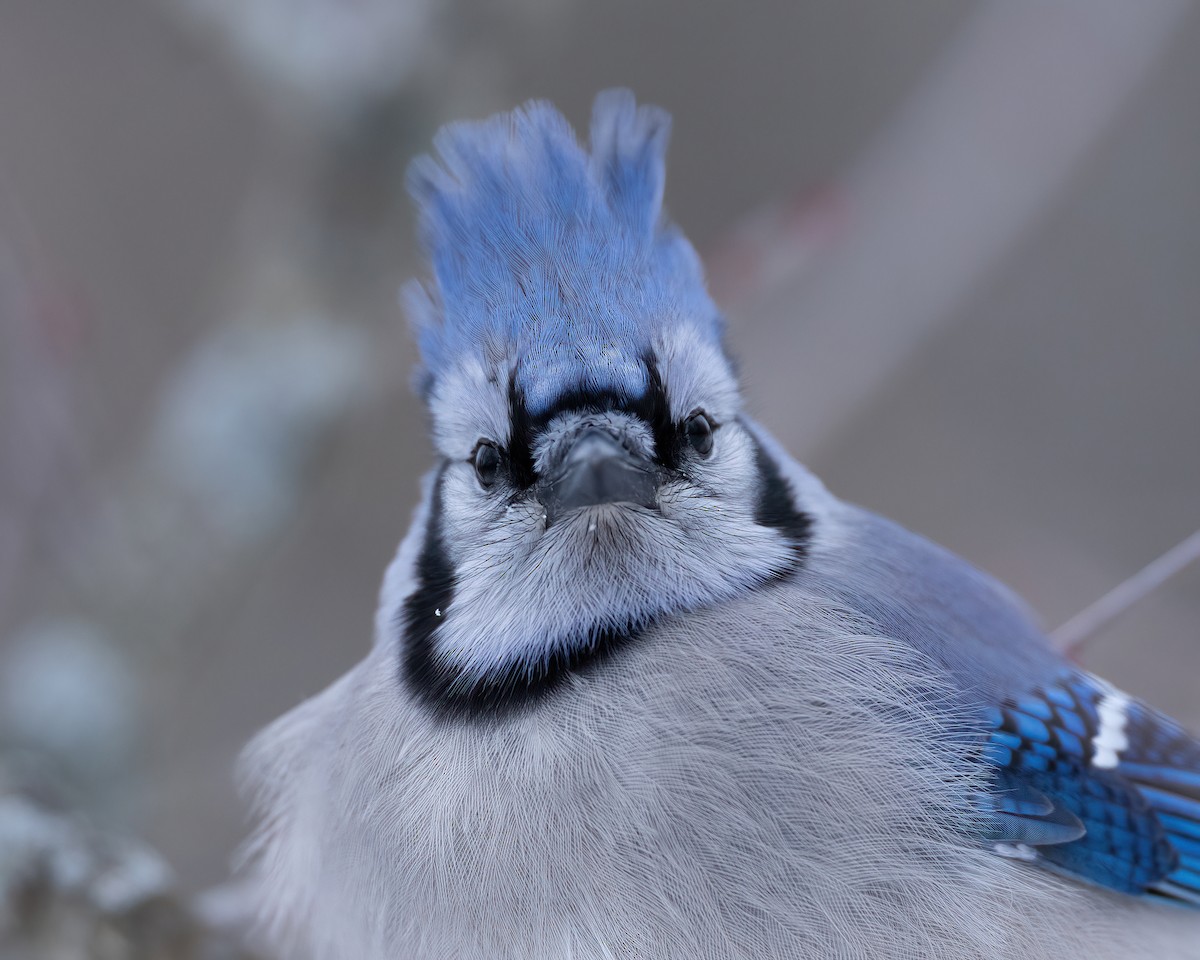 Blue Jay - ML646792429