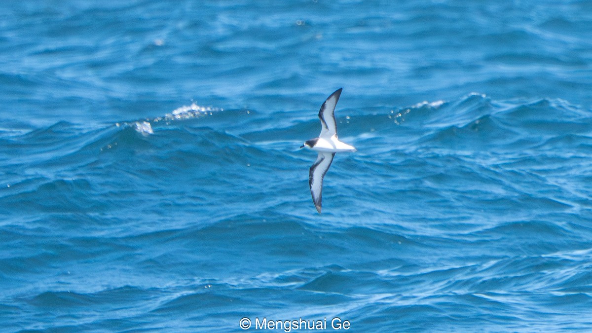 Weißflügel-Sturmvogel - ML646792432