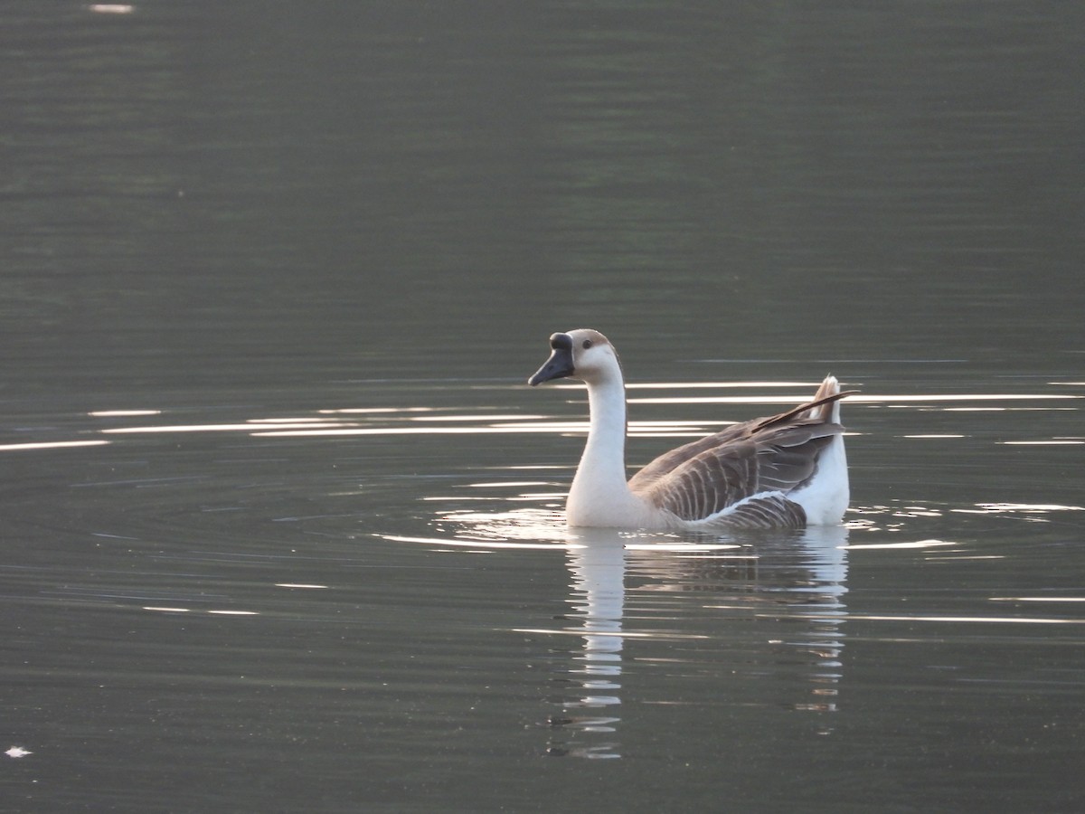 マガン属（家畜） - ML646792433