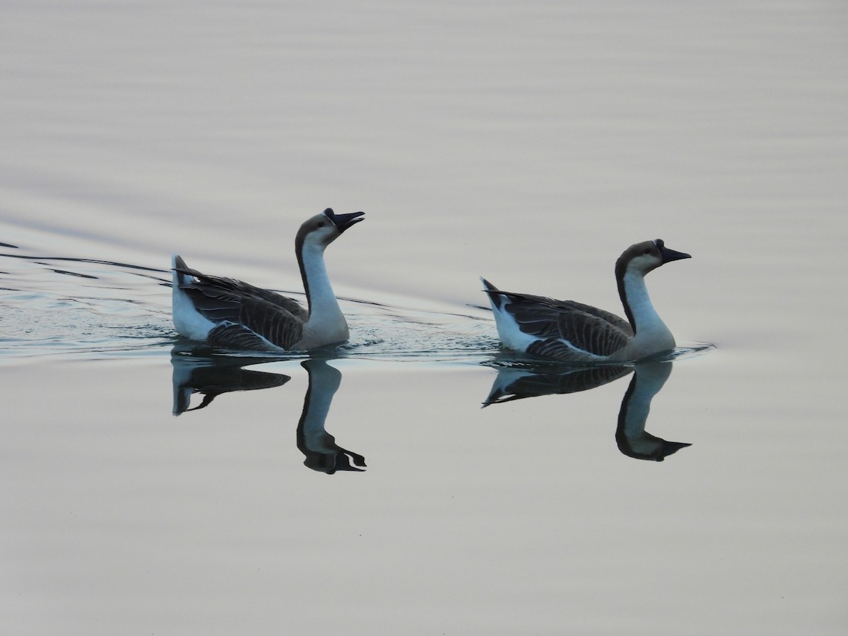 マガン属（家畜） - ML646792434