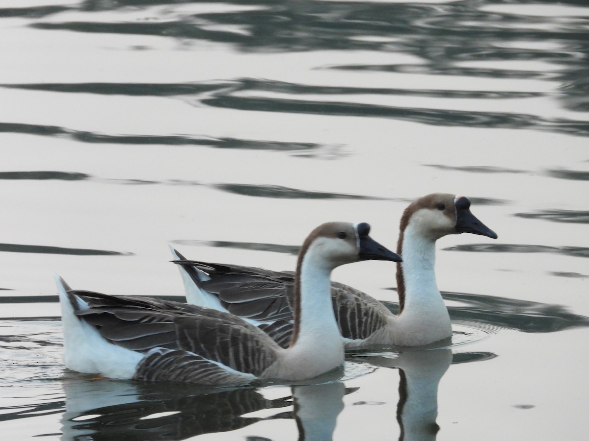 マガン属（家畜） - ML646792435