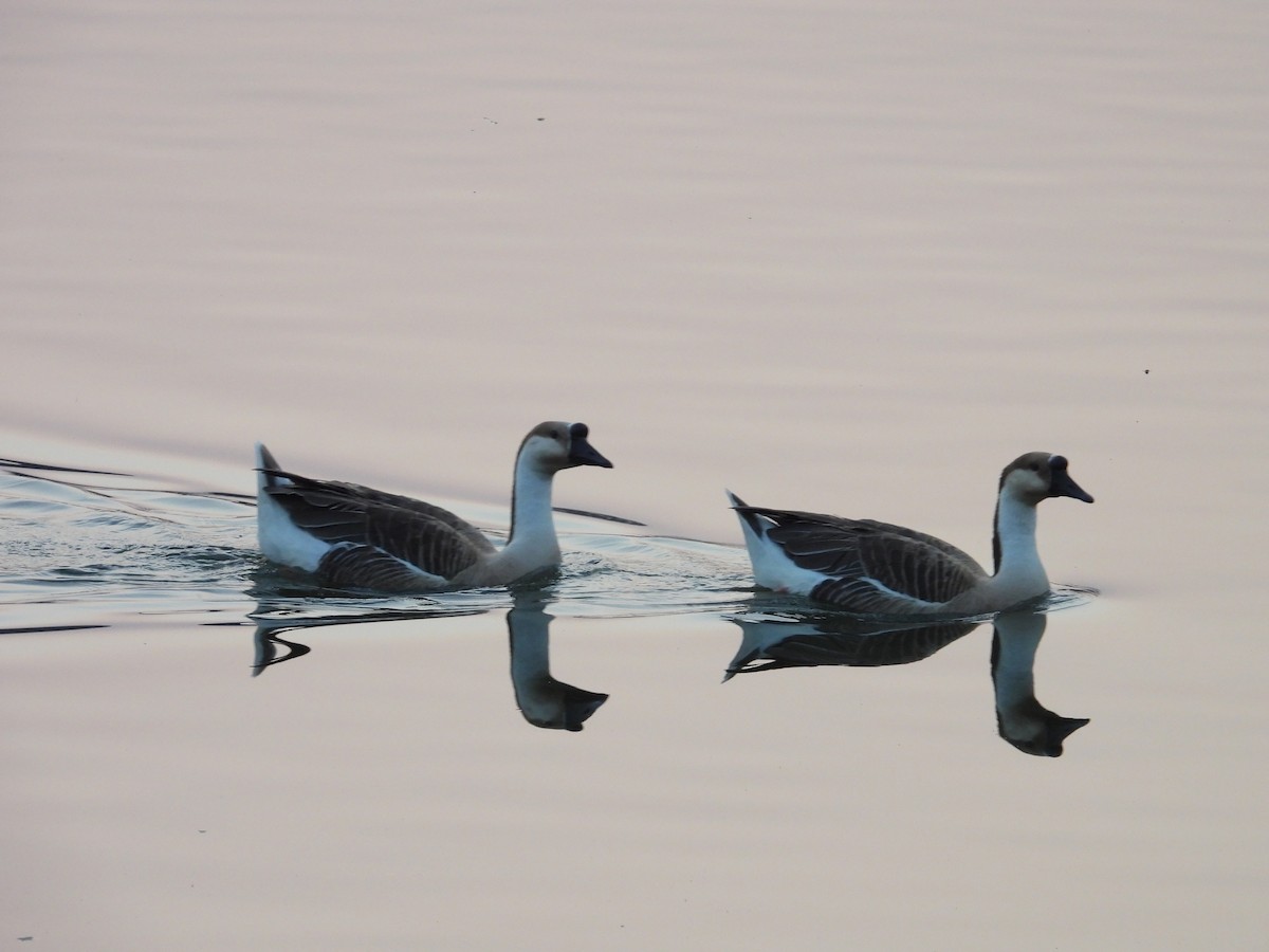 マガン属（家畜） - ML646792436