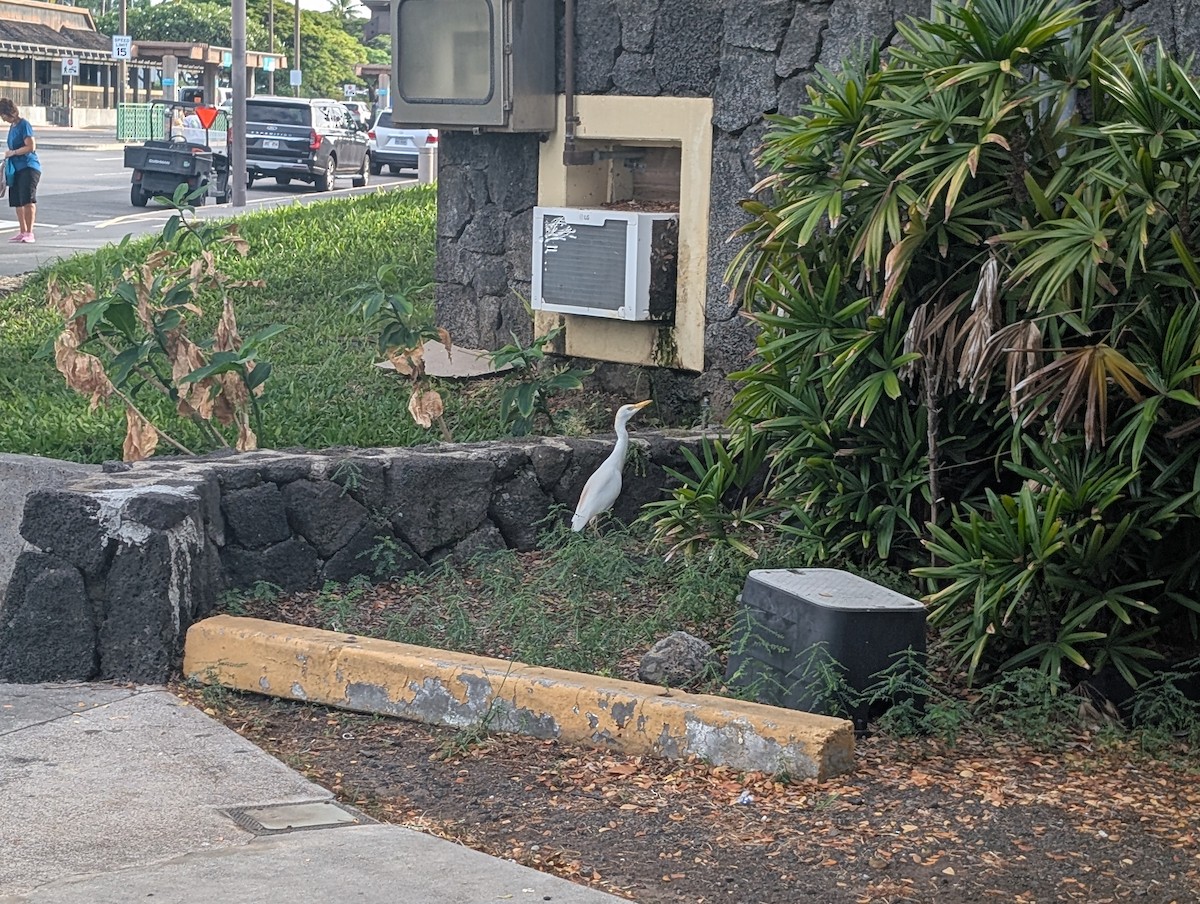 Western Cattle-Egret - ML646792437