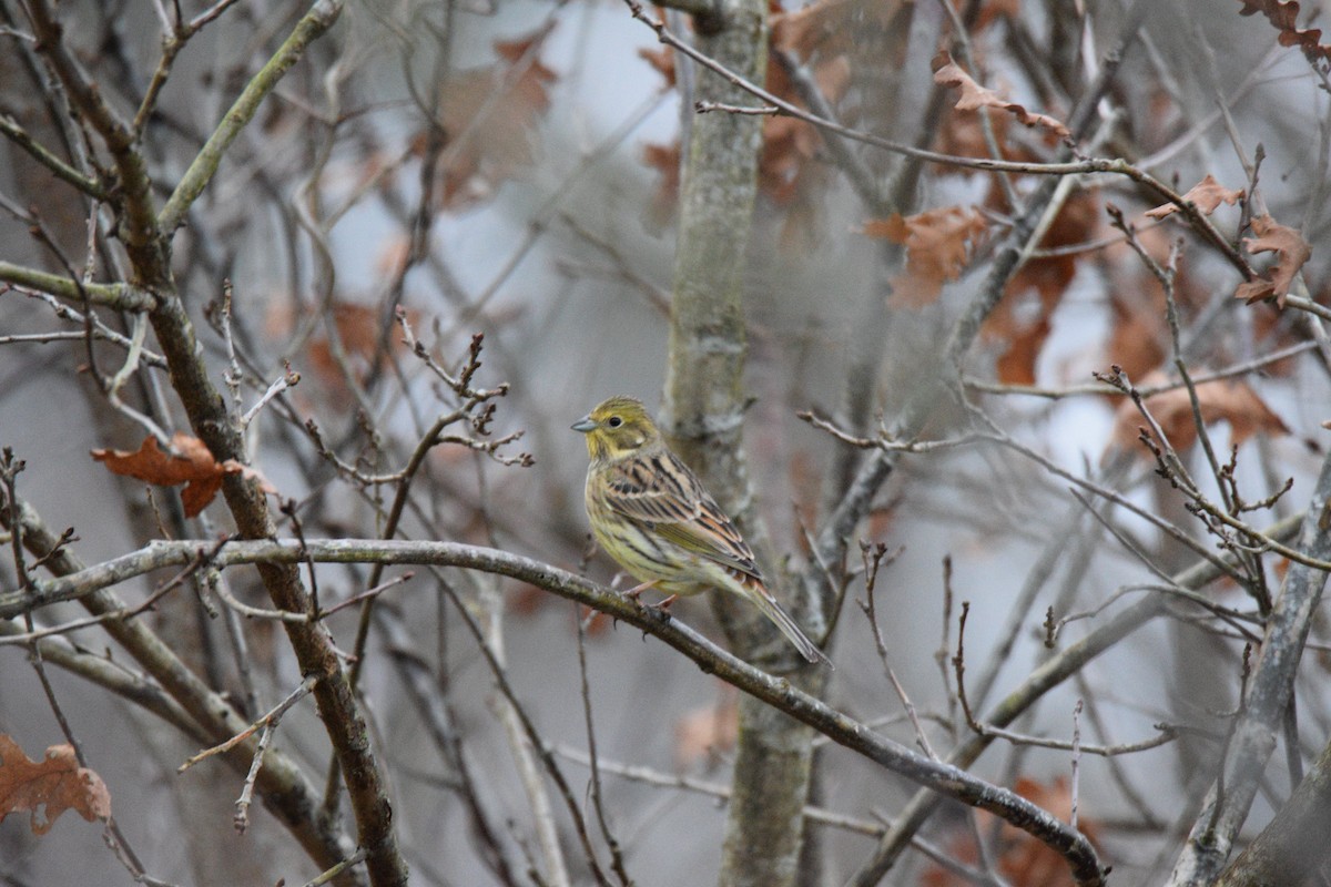 Yellowhammer - ML646792438