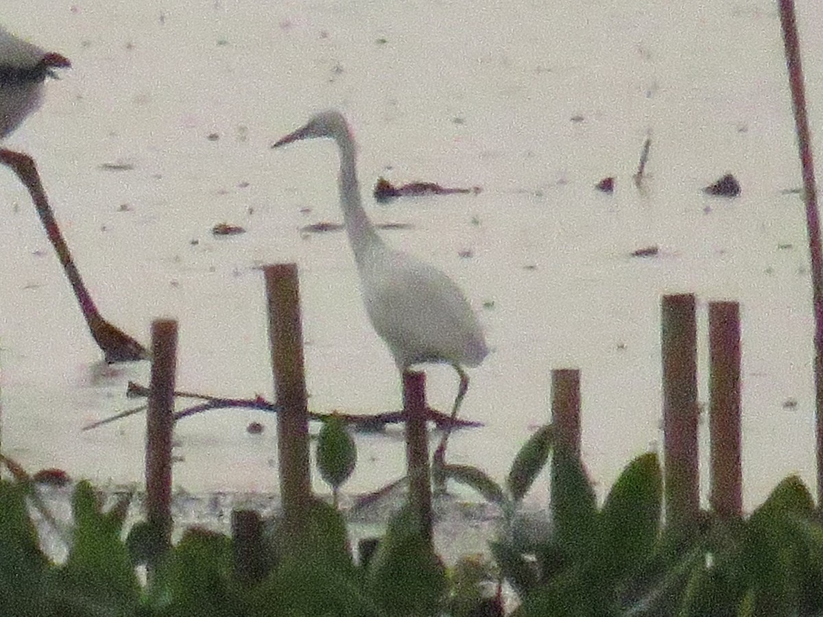 Medium Egret - ML646792439