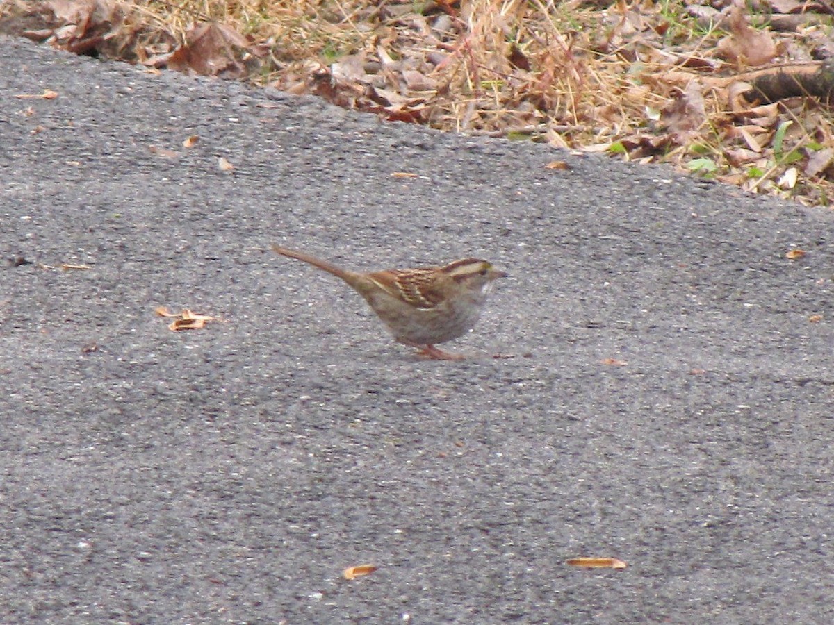 ノドジロシトド - ML646792441