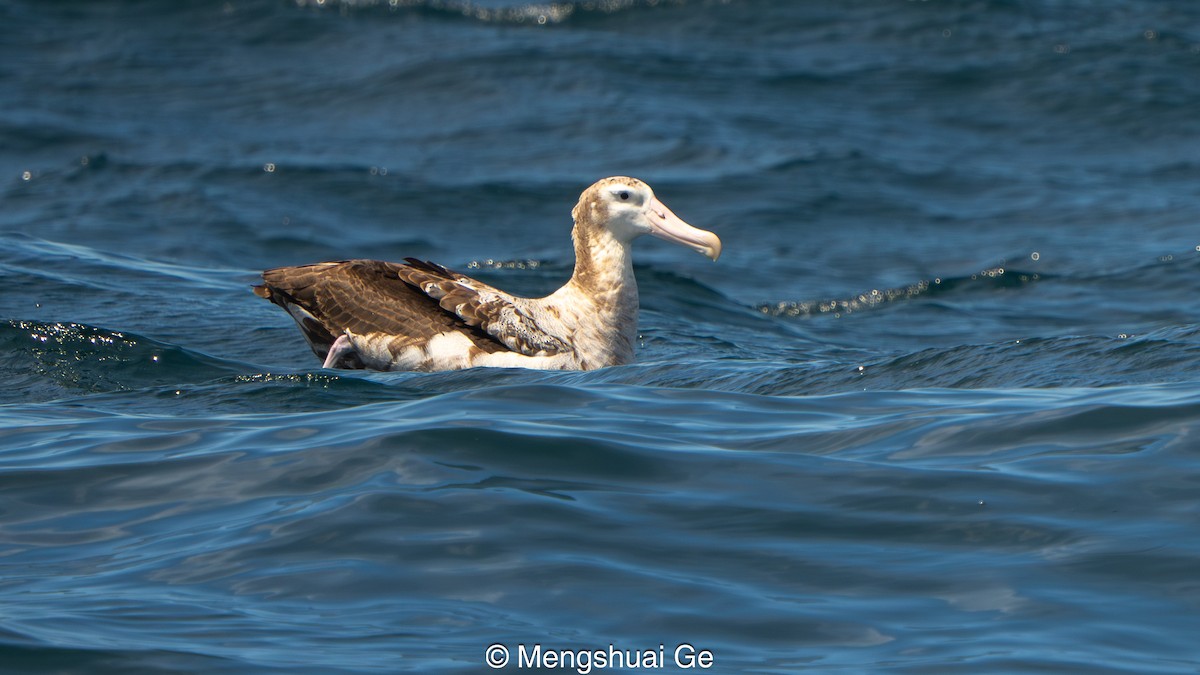 Wanderalbatros - ML646792443