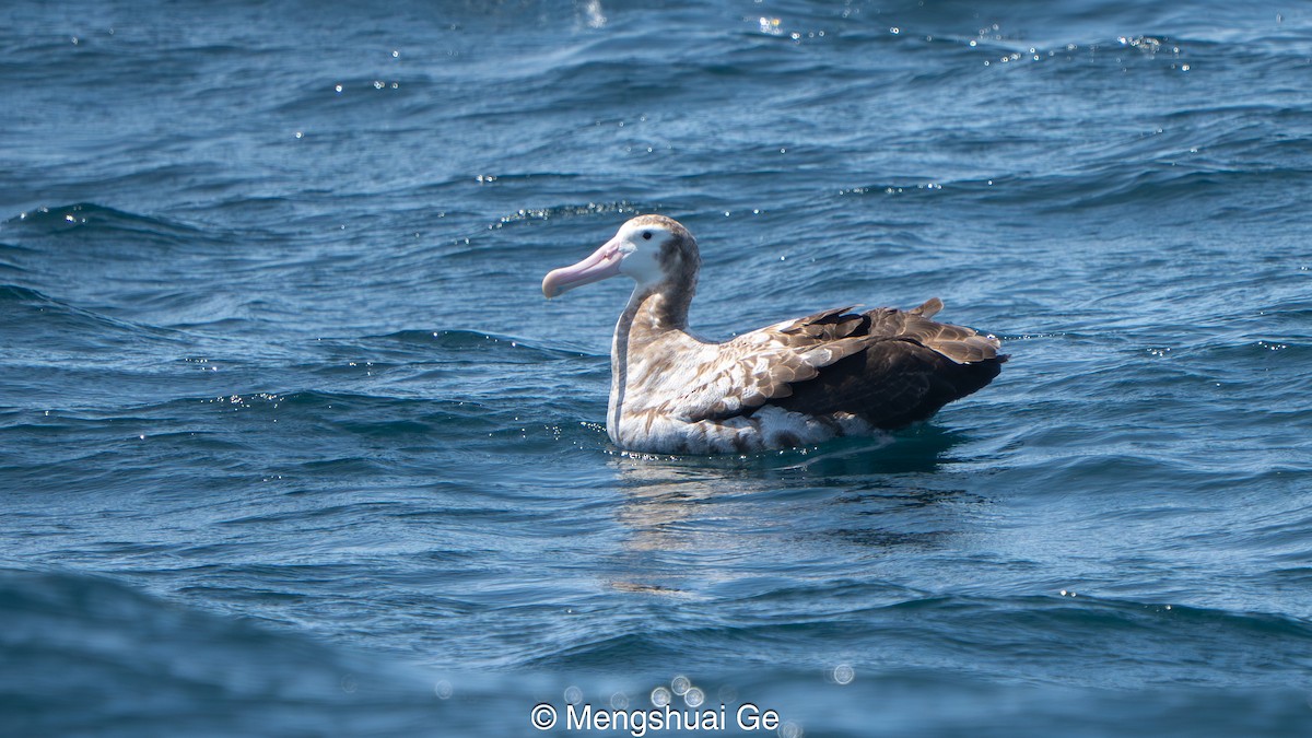 Wanderalbatros - ML646792444