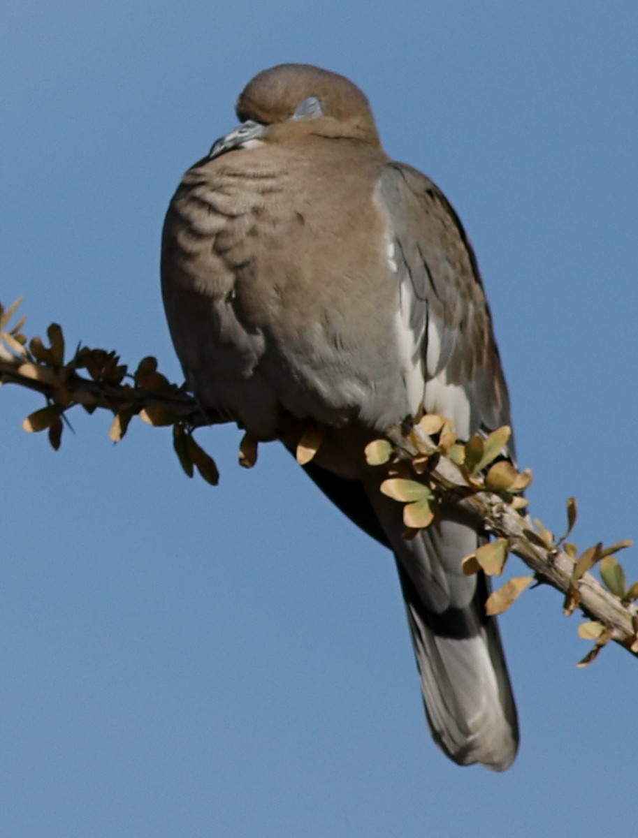 Ak Kanatlı Kumru - ML646792446